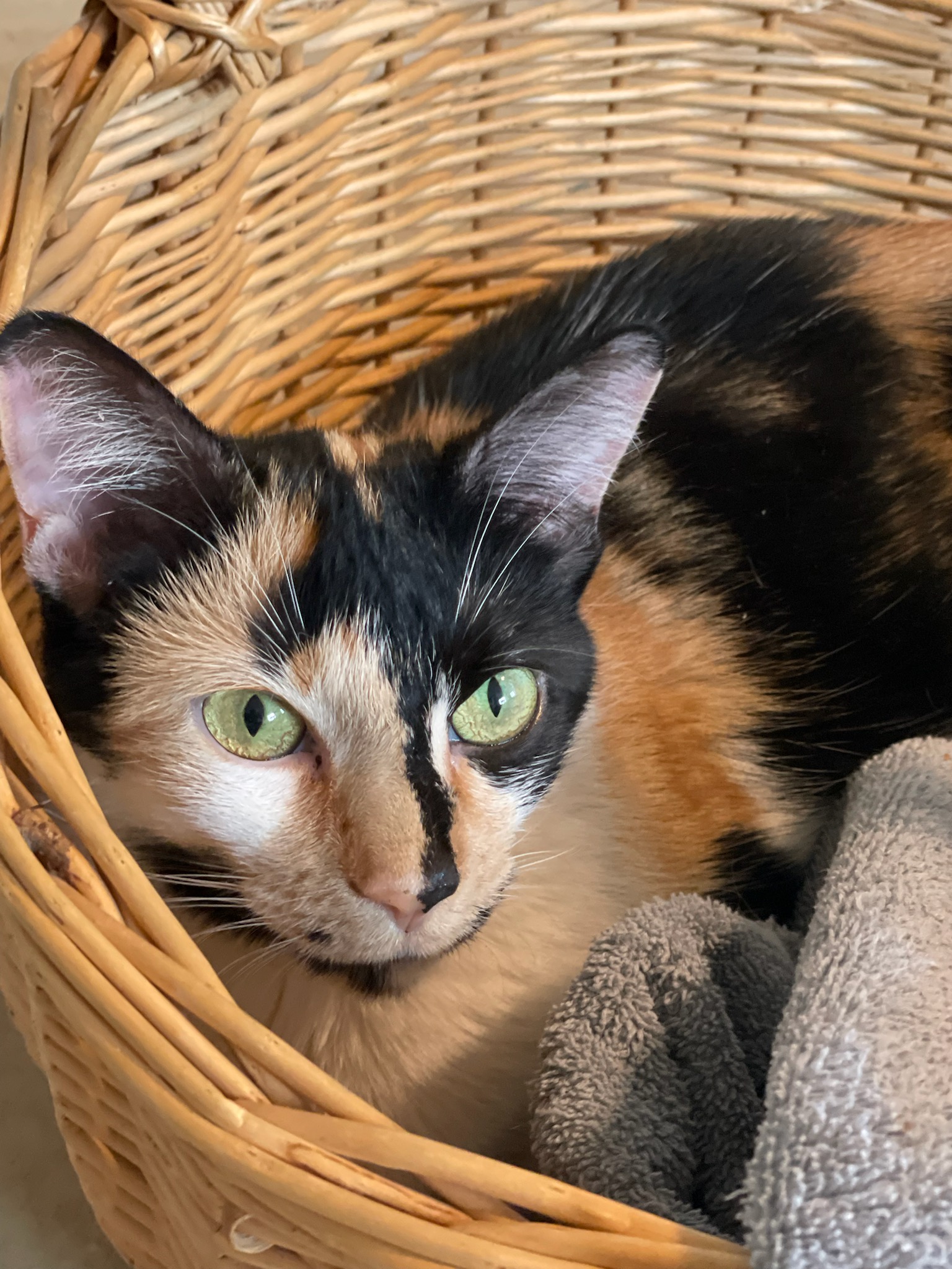 Callie