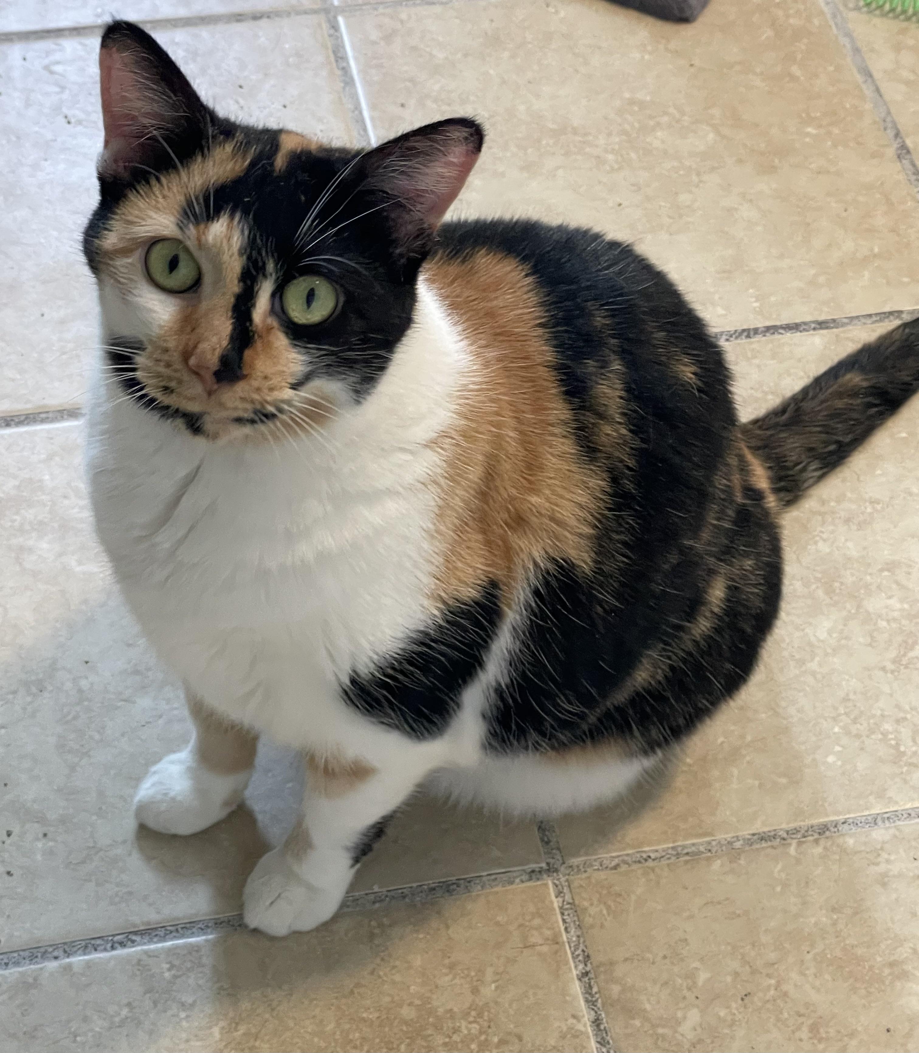 Callie