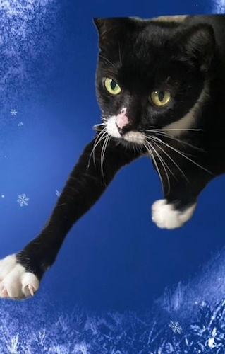 Rizzo - Petsmart Plantation Foster Home, a Adoptable Domestic Short Hair in Oakland Park, FL image 2/3