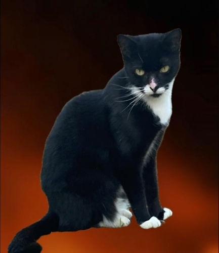 Rizzo - Petsmart Plantation Foster Home, a Adoptable Domestic Short Hair in Oakland Park, FL image 3/3