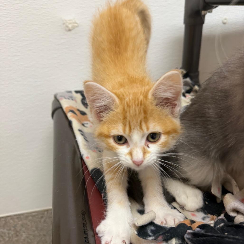 Guppie, Adoptable, Kitten Female Domestic Short Hair.
