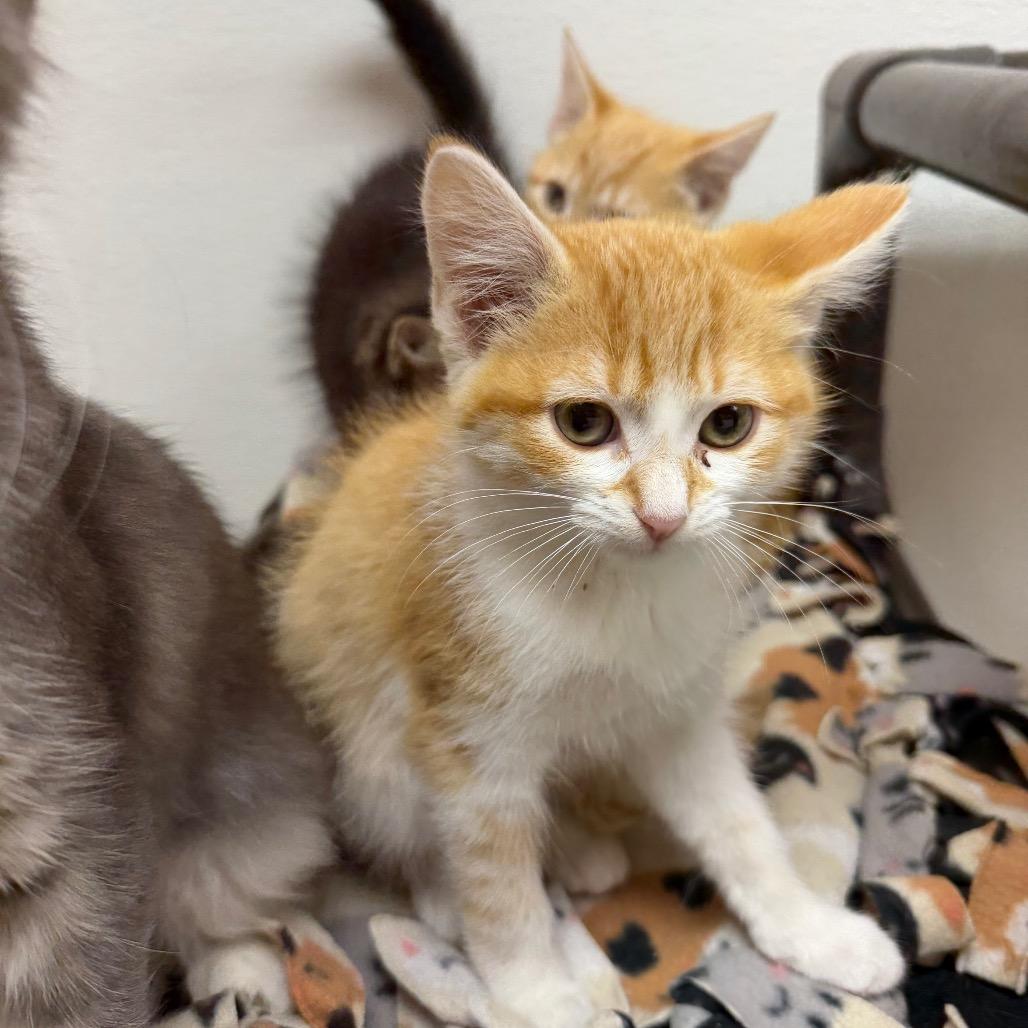 Enlarge Guppie, a Adoptable Domestic Short Hair in Detroit Lakes, MN image 2/5