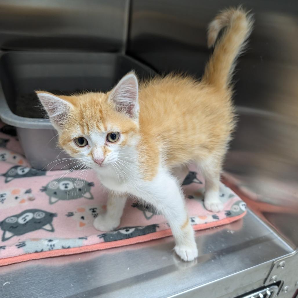 Enlarge Guppie, a Adoptable Domestic Short Hair in Detroit Lakes, MN image 3/5