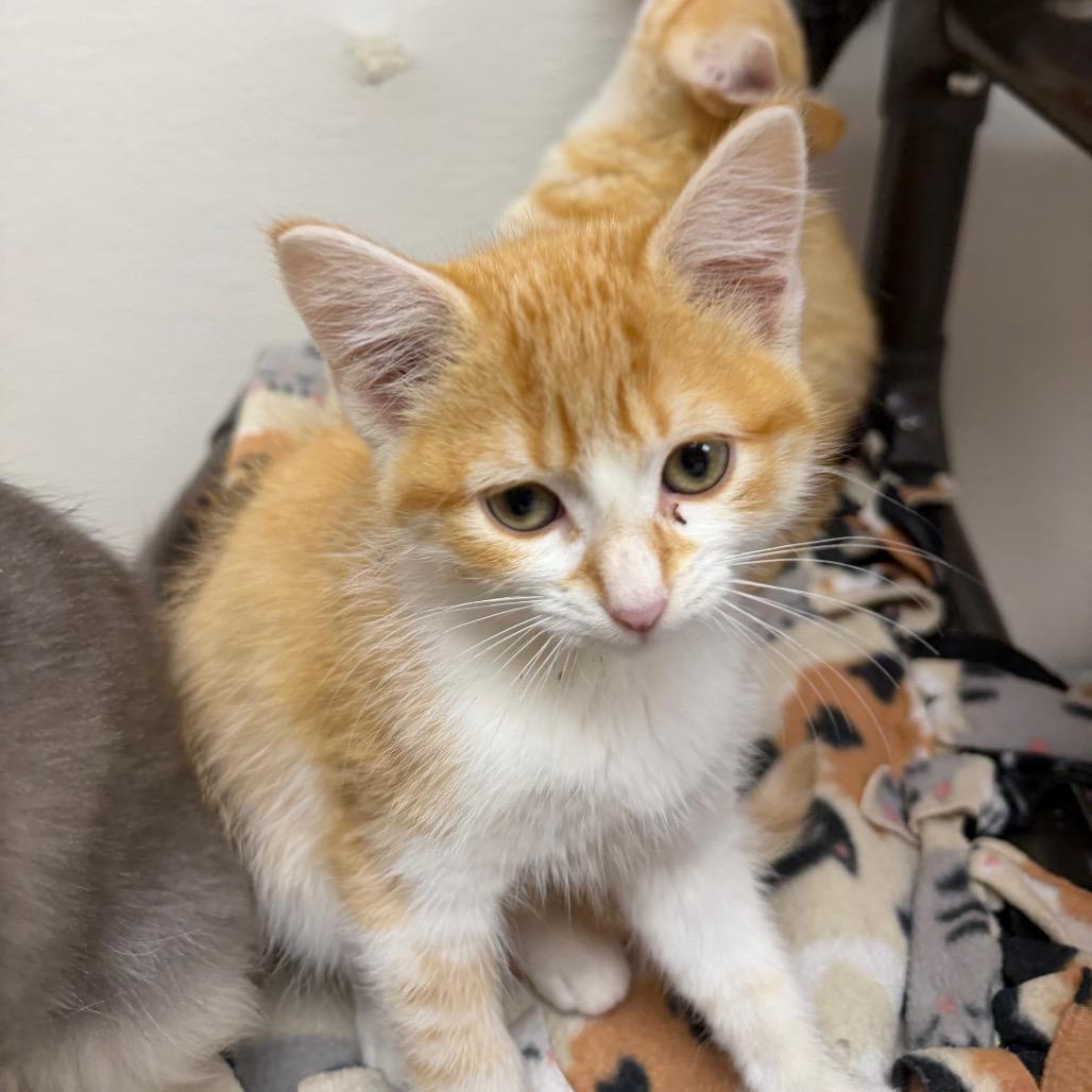 Enlarge Guppie, a Adoptable Domestic Short Hair in Detroit Lakes, MN image 4/5
