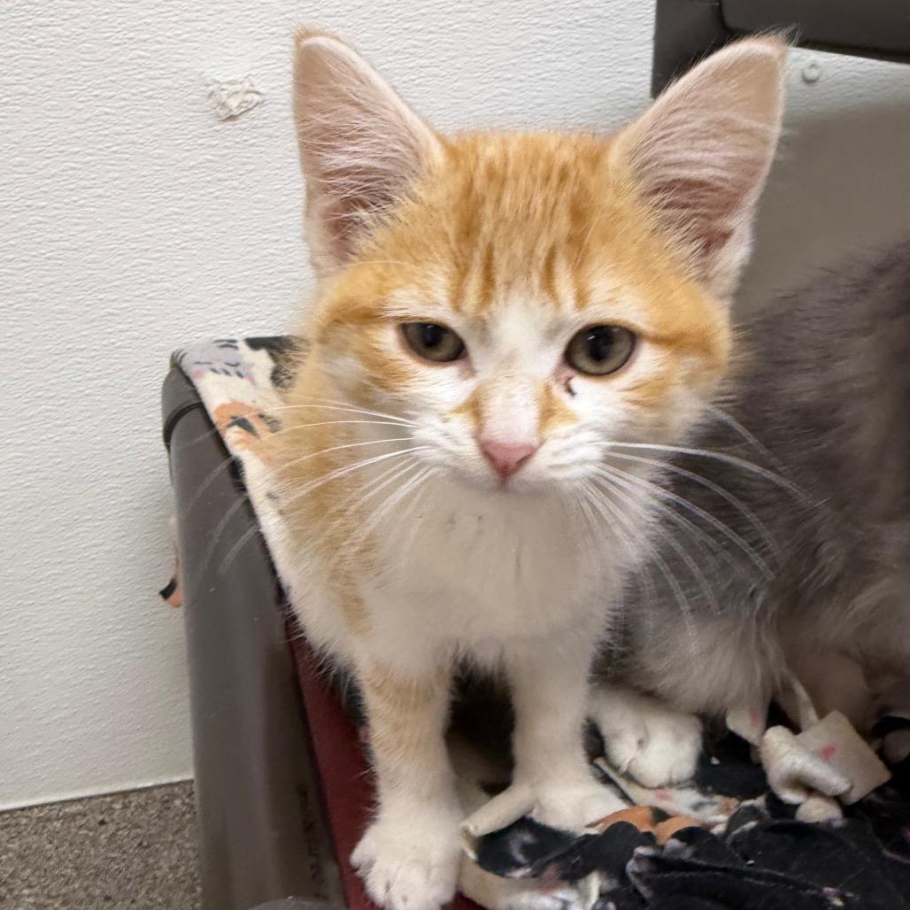 Enlarge Guppie, a Adoptable Domestic Short Hair in Detroit Lakes, MN image 5/5