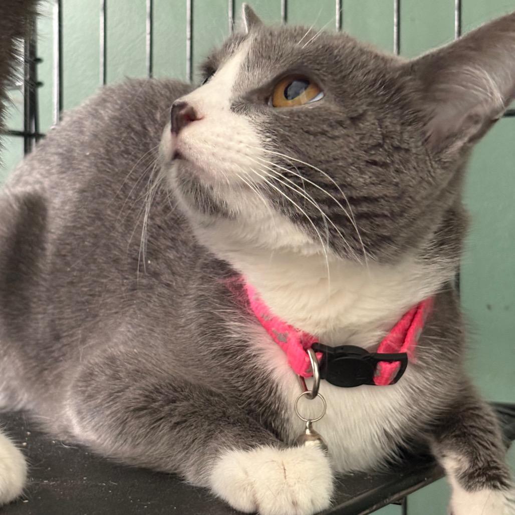 Greta, Adoptable, Young Female Domestic Short Hair.