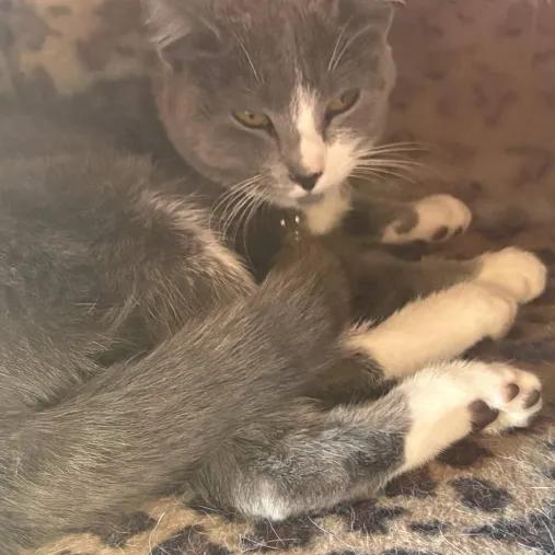 Greta, Adoptable, Young Female Domestic Short Hair.