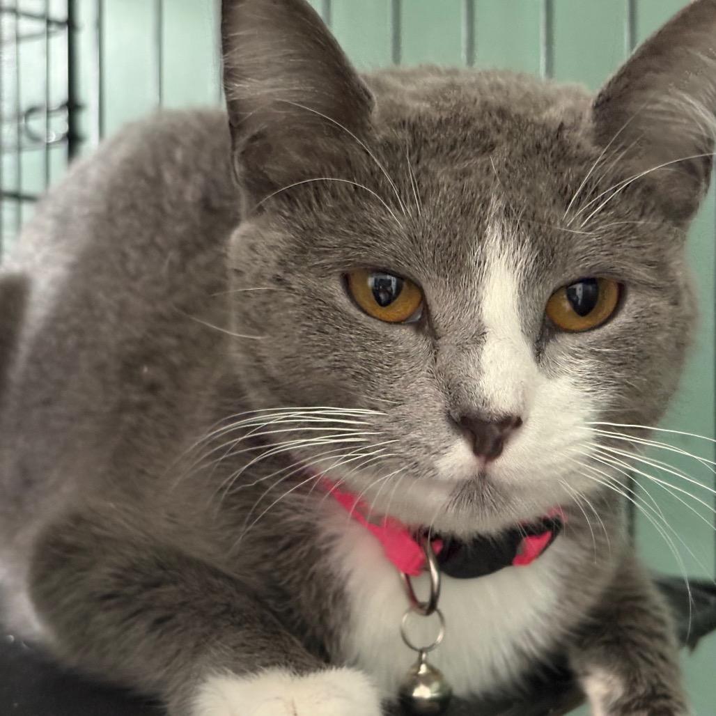Greta, a Adoptable Domestic Short Hair in Johnstown, PA image 3/4