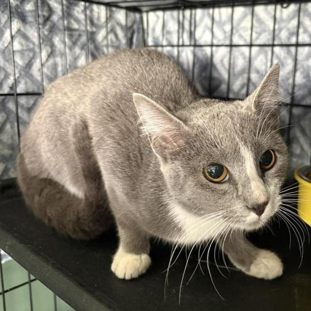 Enlarge Greta, a Adoptable Domestic Short Hair in Johnstown, PA image 1/1