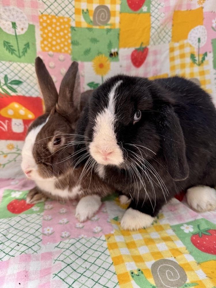 Sutton (Bonded to Shea), Adoptable, Adult Male Dutch.