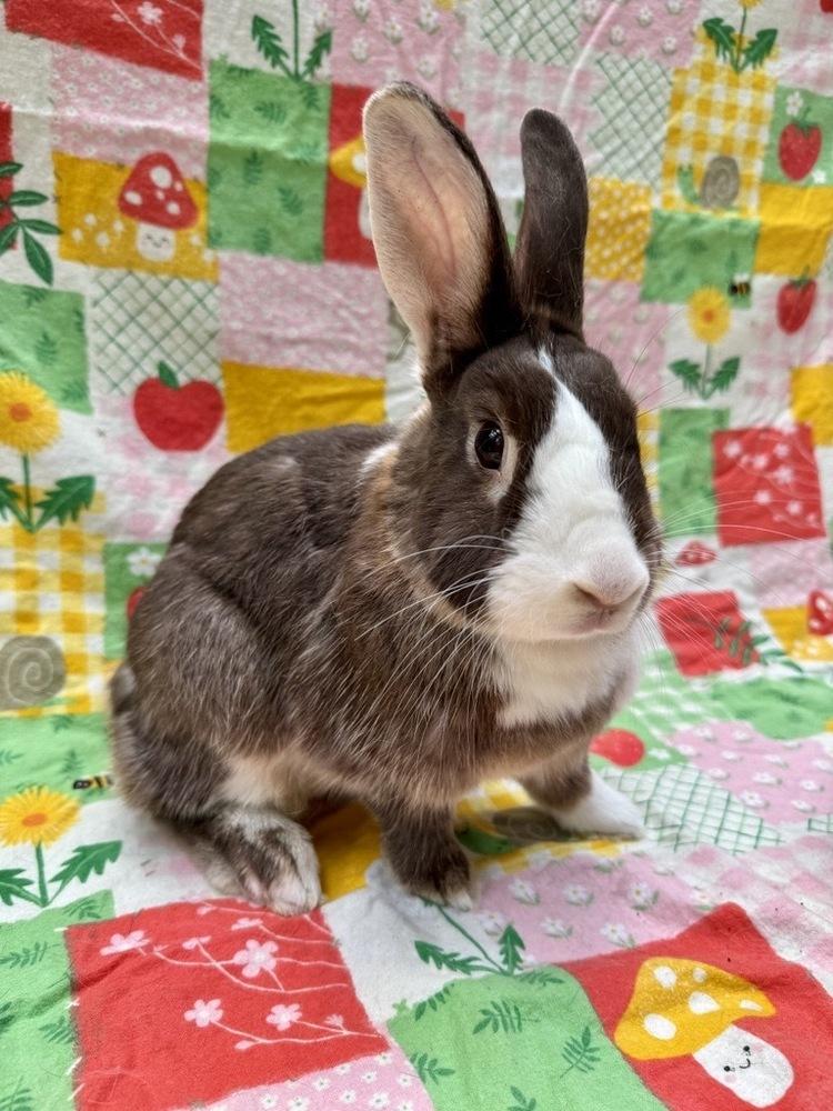 Enlarge Sutton (Bonded to Shea), a Adoptable Dutch in Gainesville, FL image 4/5