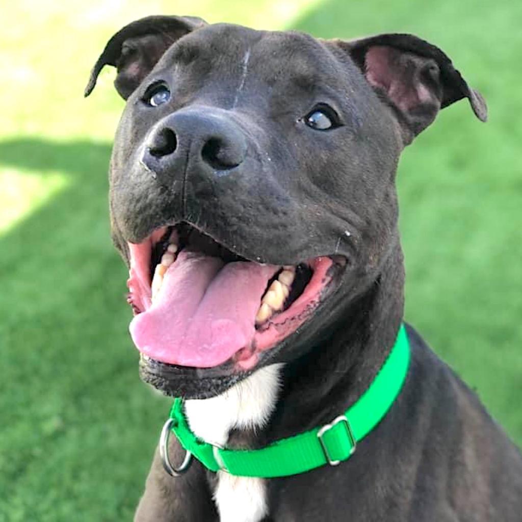 Zane, Adoptable, Senior Male Mixed Breed.