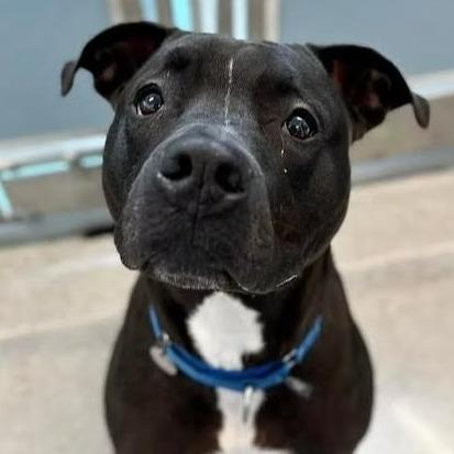 Zane, a Adoptable Mixed Breed in Naperville, IL image 2/2