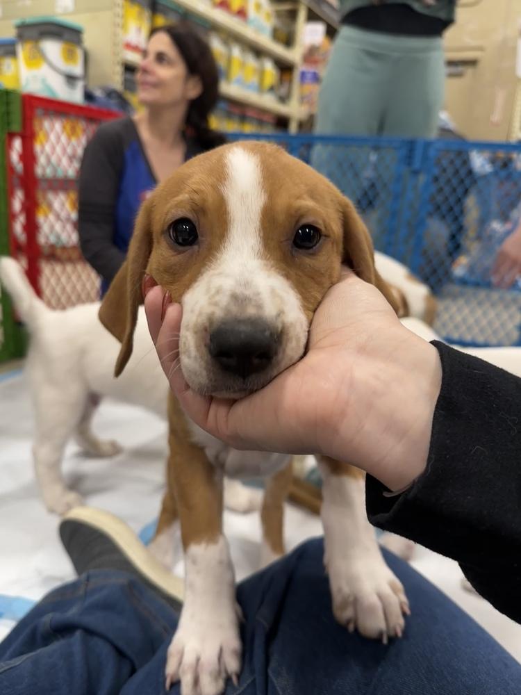 Vada (Mira’s Munchkins 2026 FEMALE), Adoptable, Puppy Female Pit Bull Terrier & Mixed Breed.