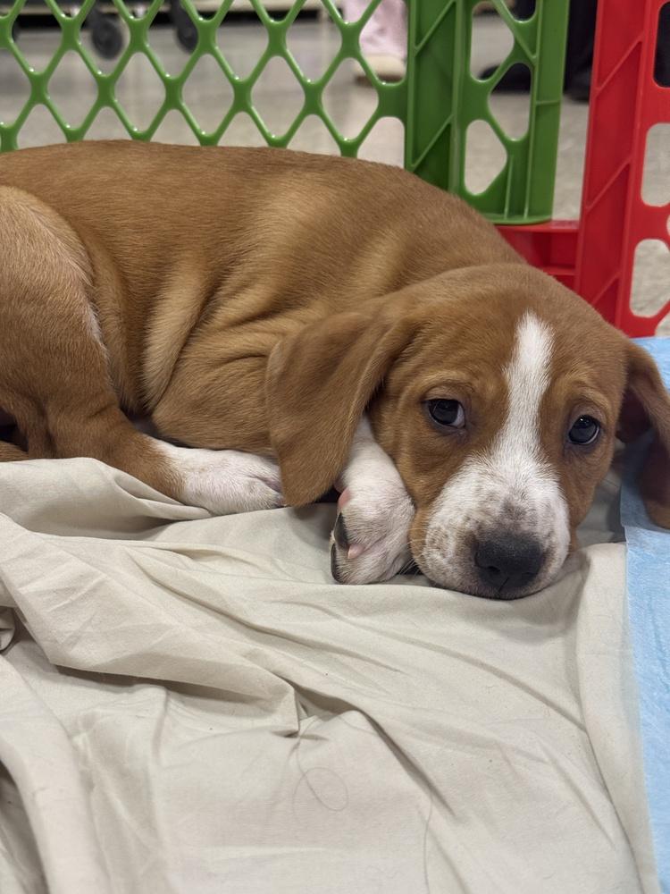 Vada (Mira’s Munchkins 2026 FEMALE), a Adoptable mixed breed in Wenonah, NJ image 2/6