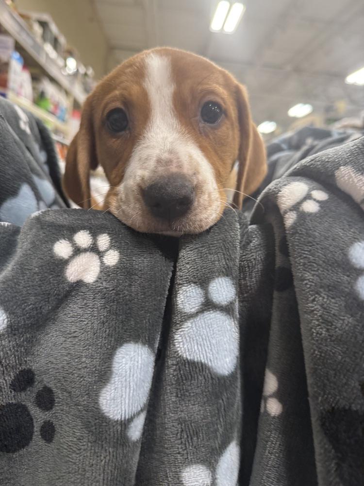 Vada (Mira’s Munchkins 2026 FEMALE), a Adoptable mixed breed in Wenonah, NJ image 3/6