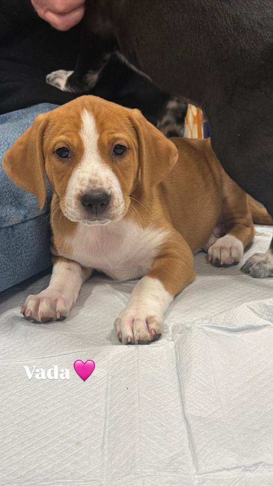 Vada (Mira’s Munchkins 2026 FEMALE), a Adoptable mixed breed in Wenonah, NJ image 4/6