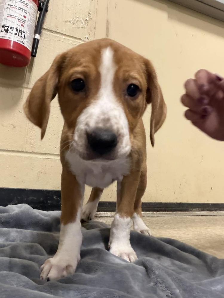 Vada (Mira’s Munchkins 2026 FEMALE), a Adoptable mixed breed in Wenonah, NJ image 5/6