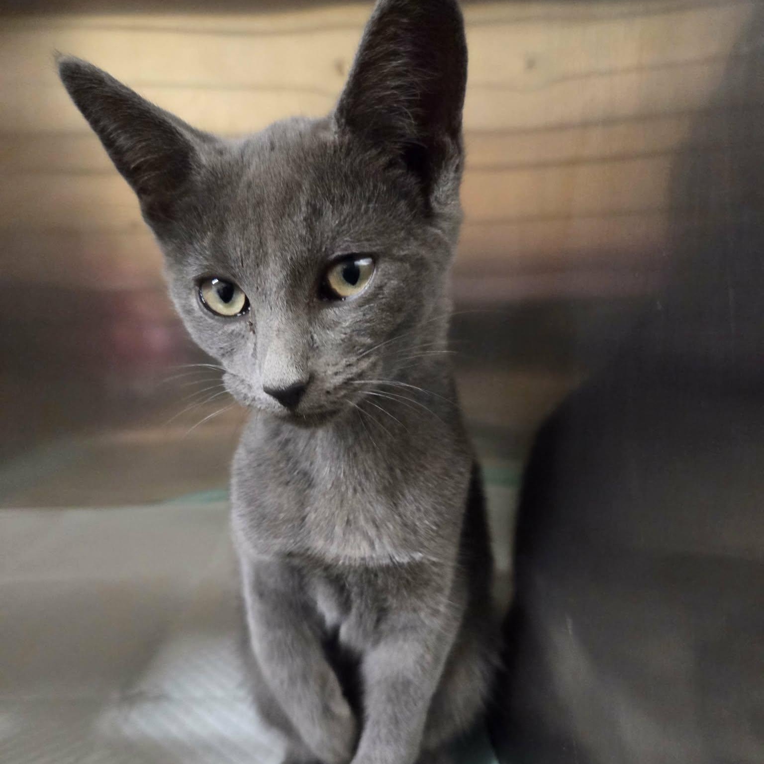 Enlarge Fae, a Adopted mixed breed in Lancaster, KY image 3/3