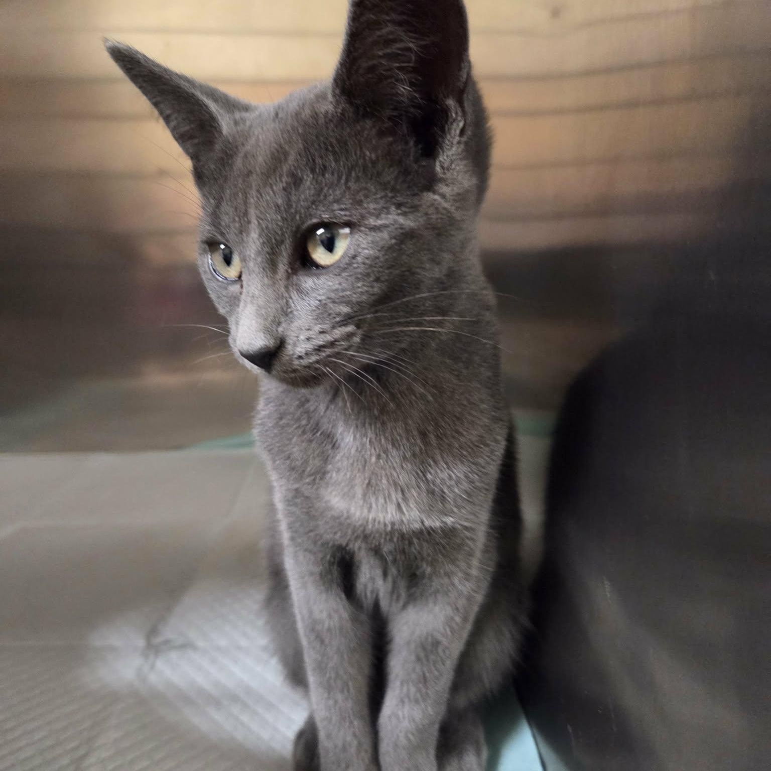 Enlarge Fae, a Adopted mixed breed in Lancaster, KY image 2/3