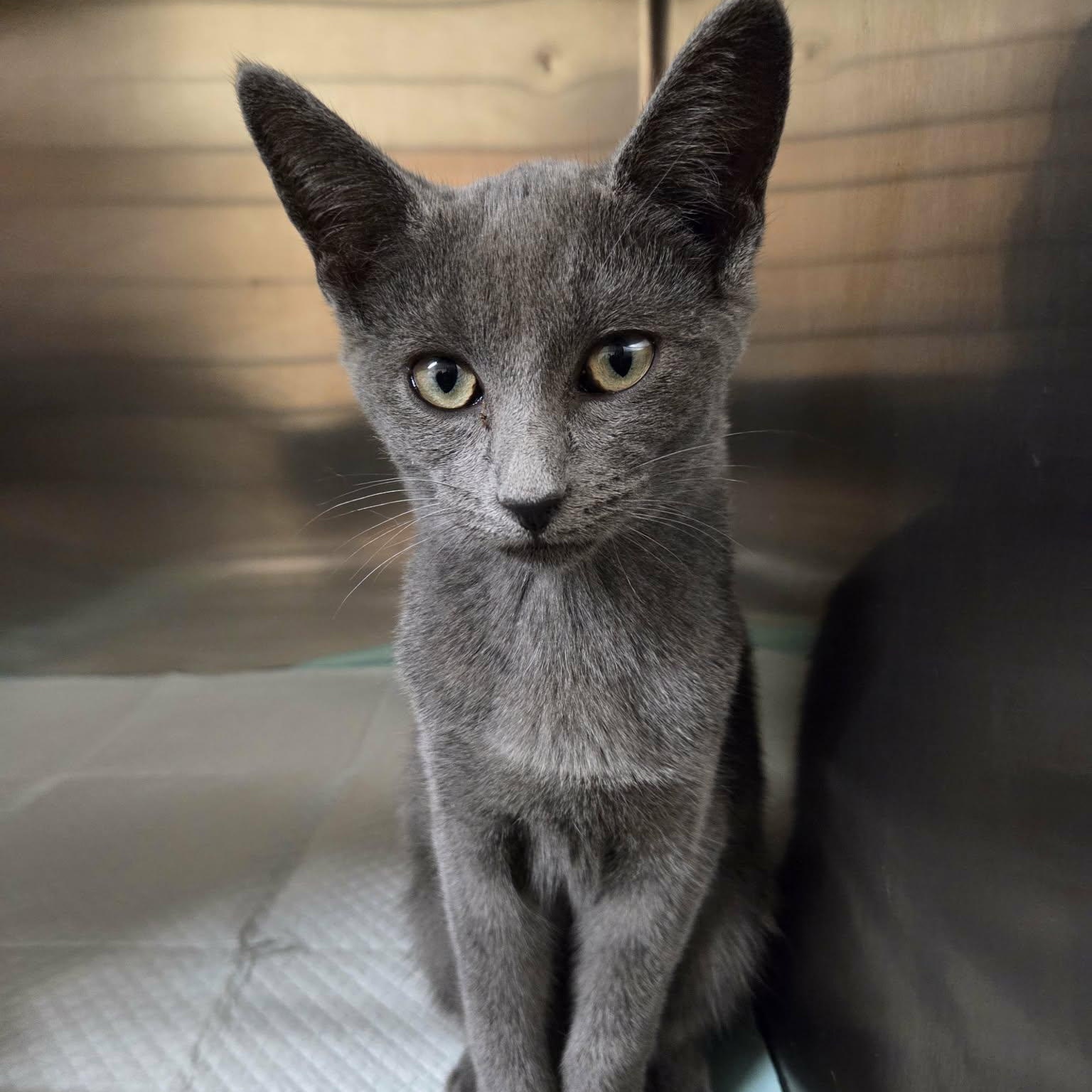 Fae, Adopted, Young Female Russian Blue.