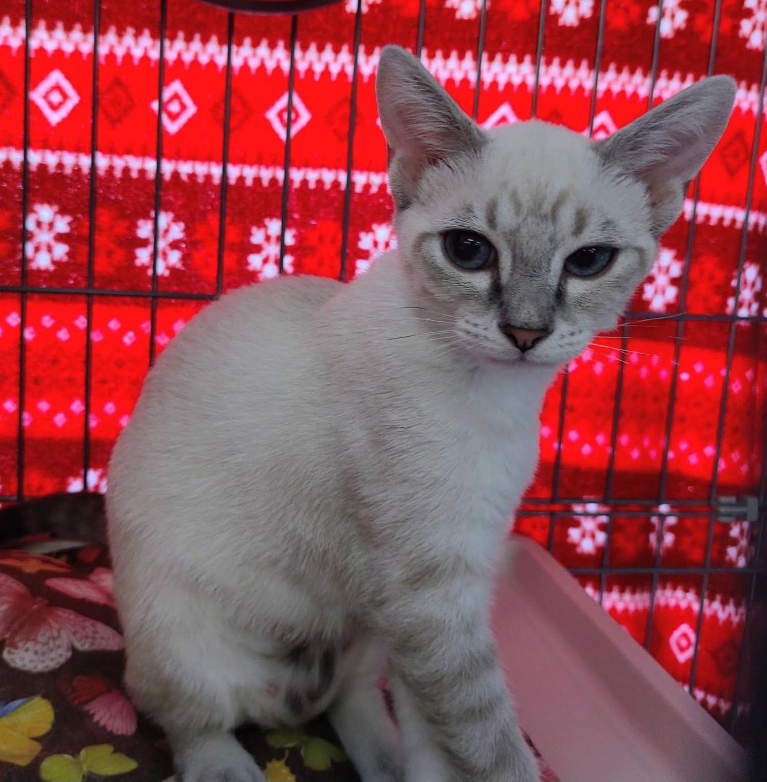 Rachel, ADOPTABLE, Kitten Female Siamese & Domestic Short Hair.