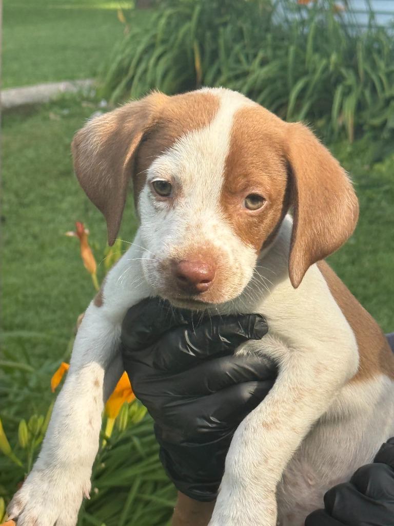 Enlarge Mochi, a Adoptable mixed breed in Effingham, IL image 1/1