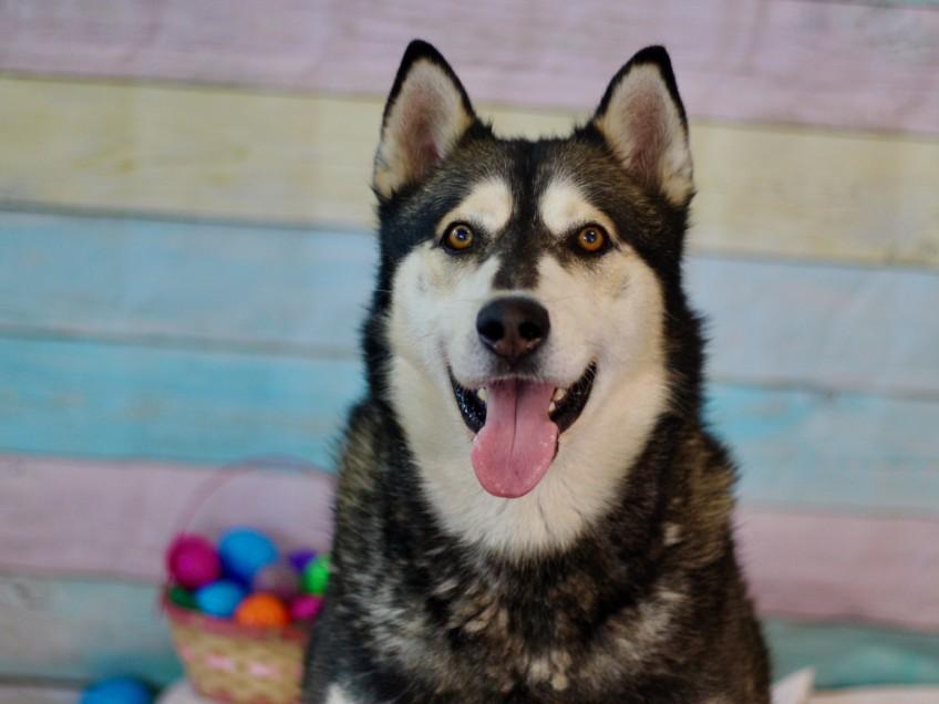 APOLLO, Adoptable, Adult Male Siberian Husky.