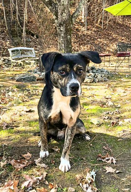 Enlarge Green Bean, a Adoptable mixed breed in Dahlonega, GA image 1/1