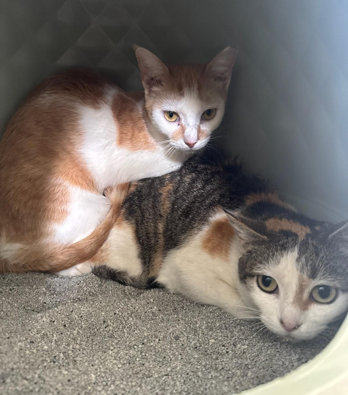 Enlarge Harley, a Adoptable Domestic Short Hair in Rossville, TN image 2/4