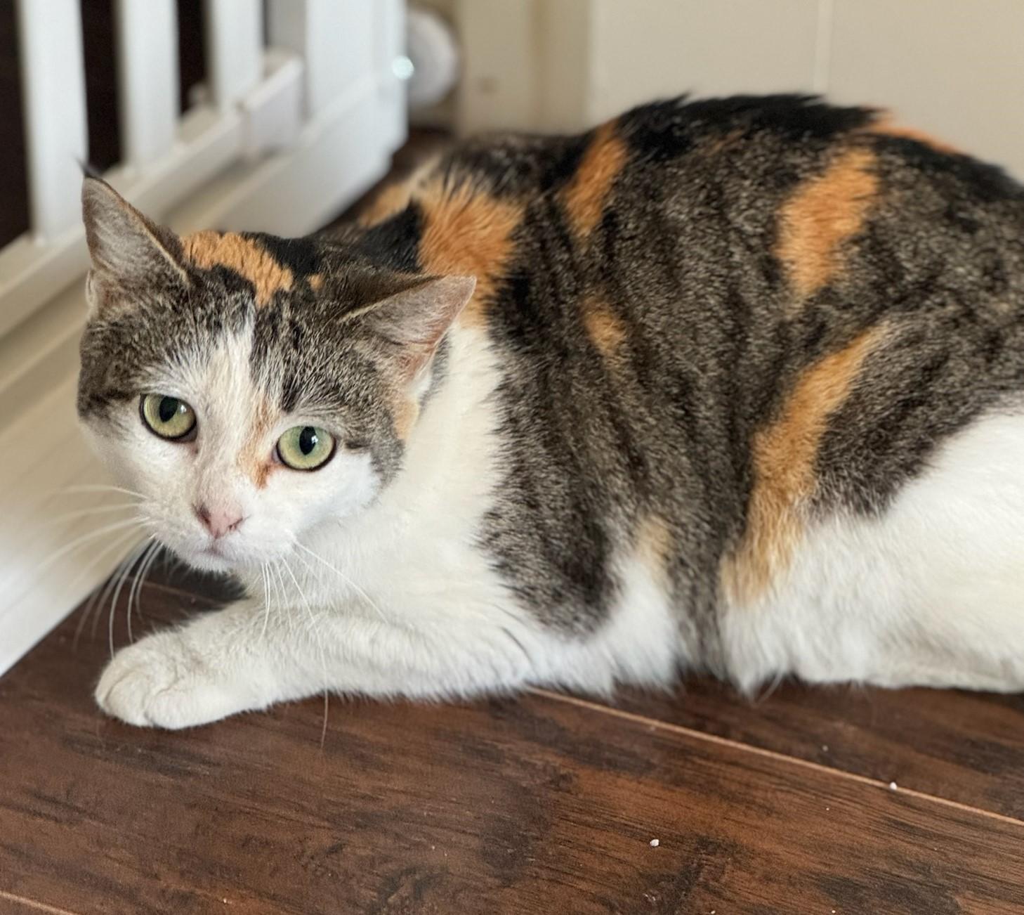 Enlarge Harley, a Adoptable Domestic Short Hair in Rossville, TN image 1/4