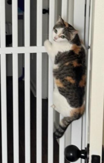 Enlarge Harley, a Adoptable Domestic Short Hair in Rossville, TN image 4/4