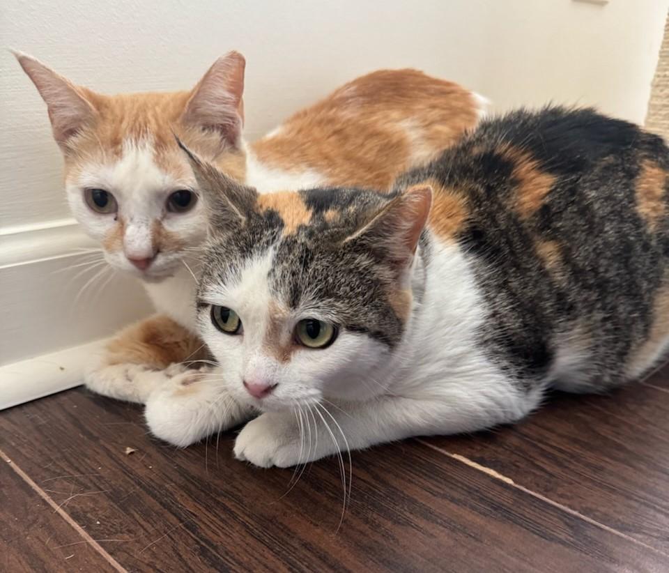 Enlarge Harley, a Adoptable Domestic Short Hair in Rossville, TN image 3/4