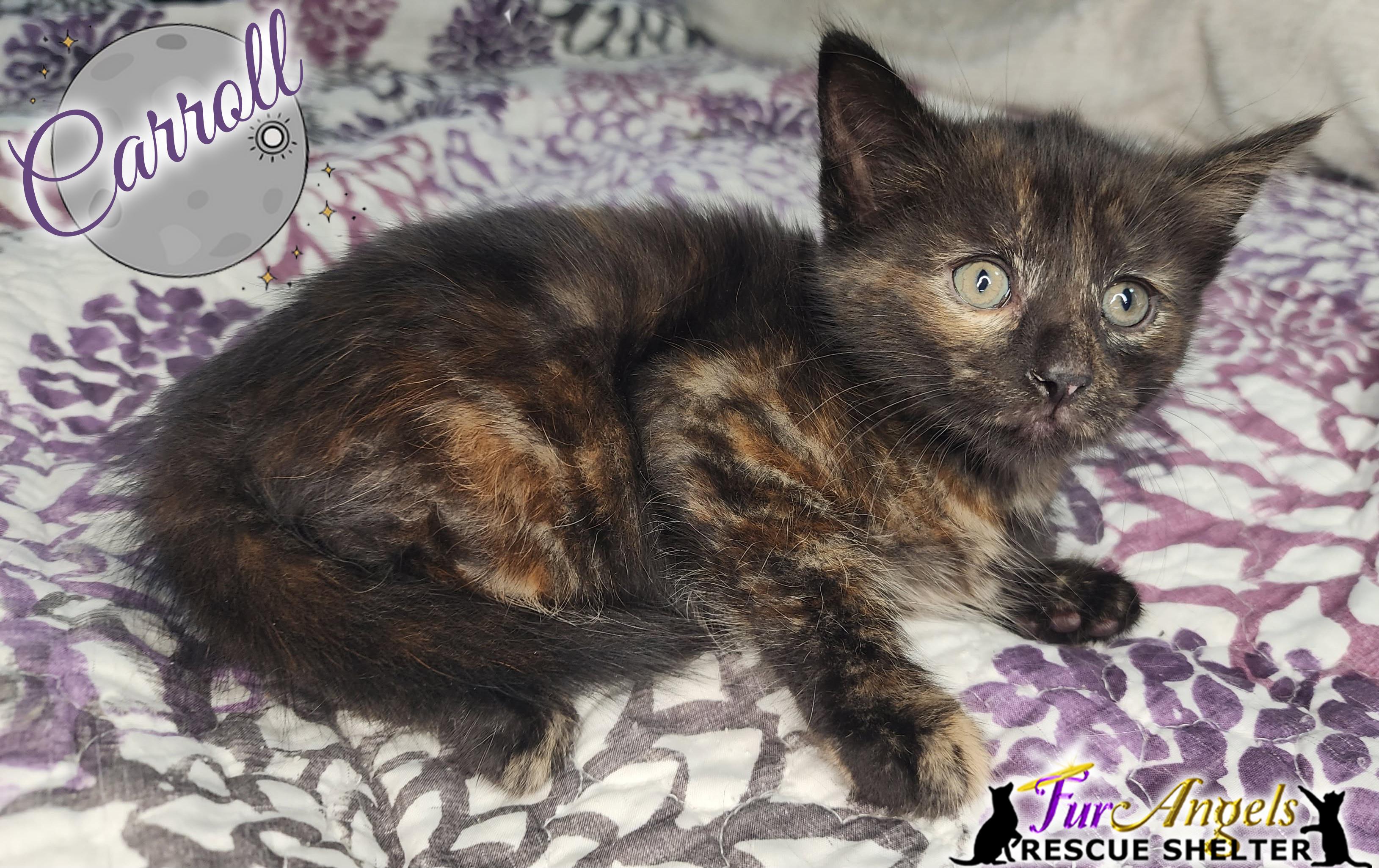 Carroll - ADOPTION PENDING, adopted, Kitten Female Domestic Short Hair.