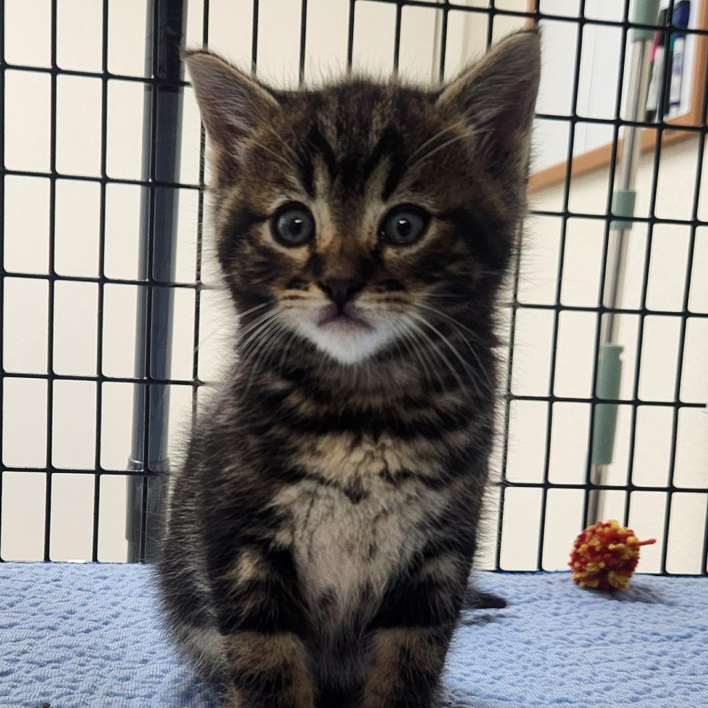 Wobbles, Adoptable, Kitten Male Domestic Medium Hair.