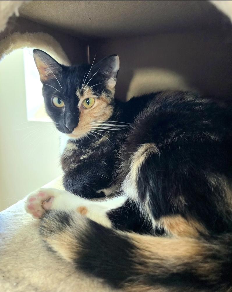 Nyx, Adoptable, Adult Female Domestic Short Hair.