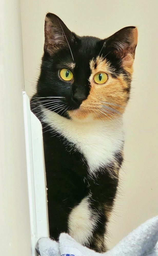 Enlarge Nyx, a Adoptable Domestic Short Hair in Wilson, NC image 2/3