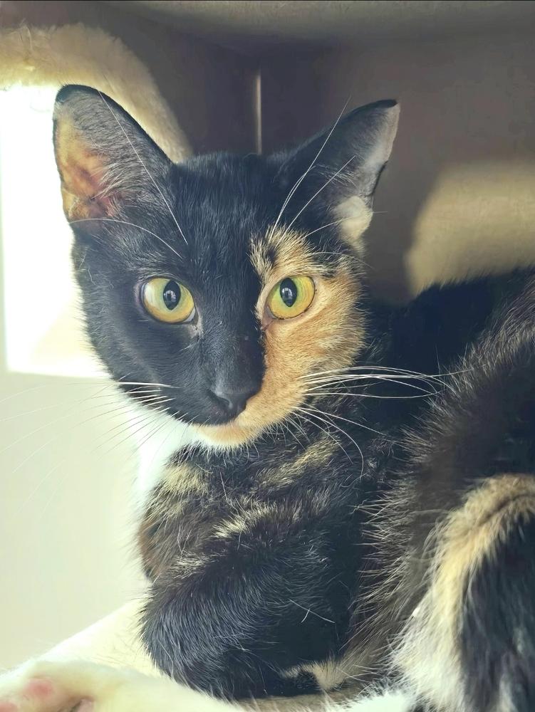 Enlarge Nyx, a Adoptable Domestic Short Hair in Wilson, NC image 3/3