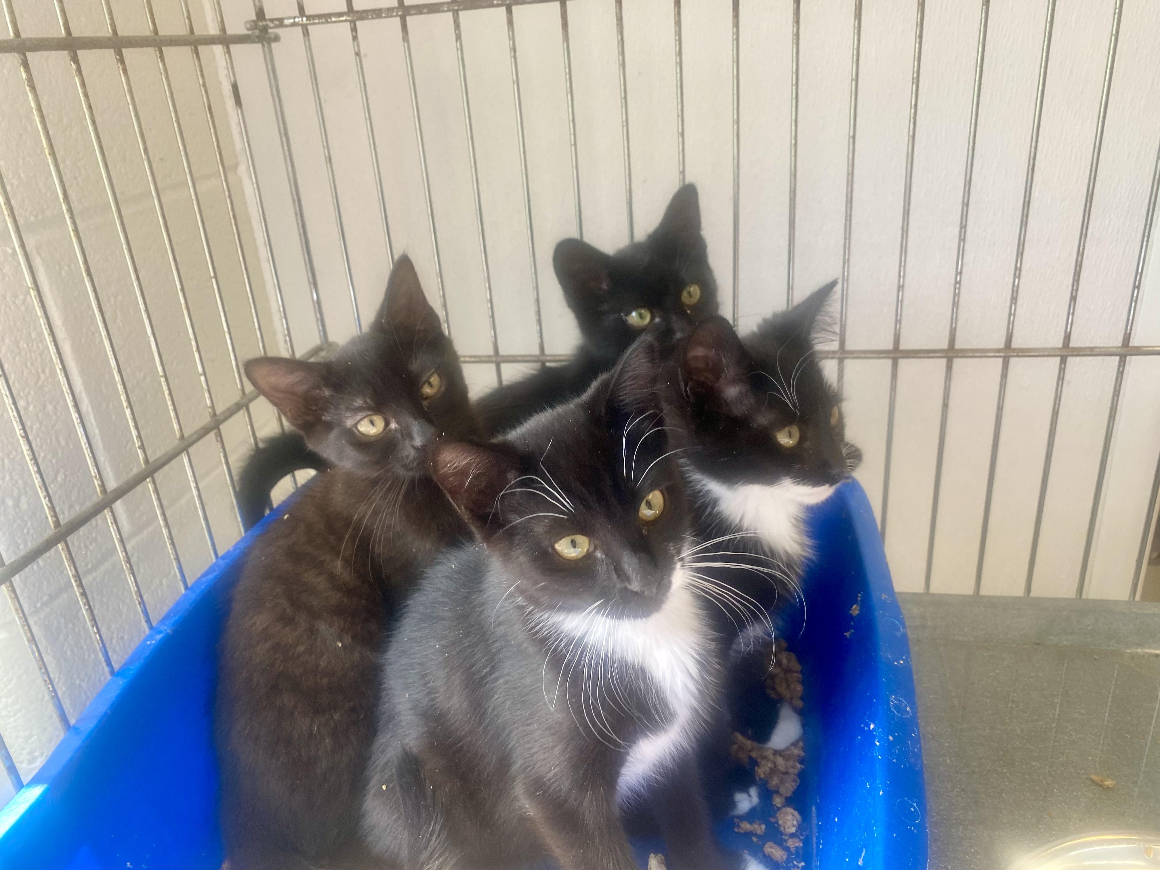 Rocket, Star, Cosmo, Moon, a ADOPTABLE Domestic Short Hair in King George, VA image 4/4