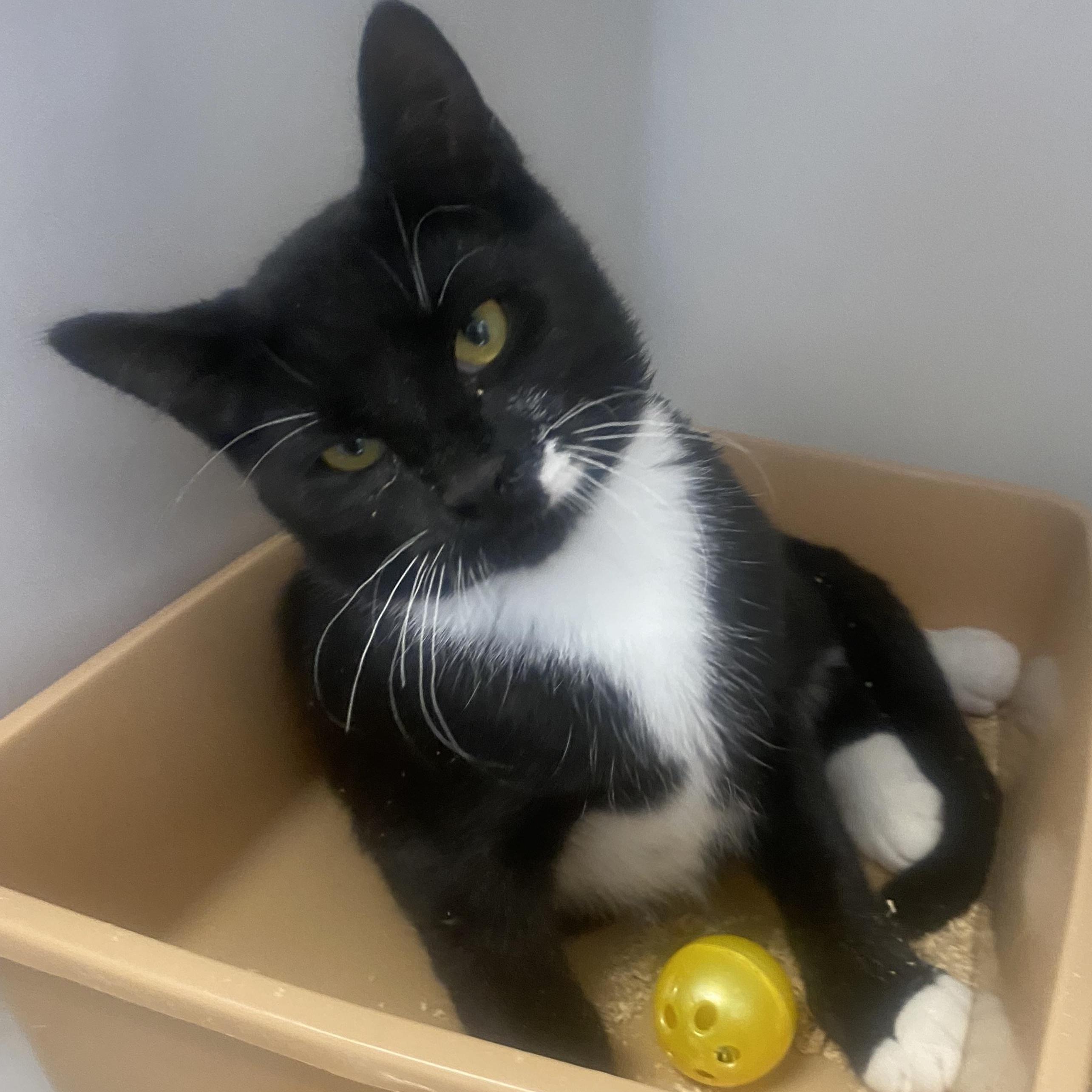 Cosmo, ADOPTABLE, Kitten Male Domestic Short Hair.