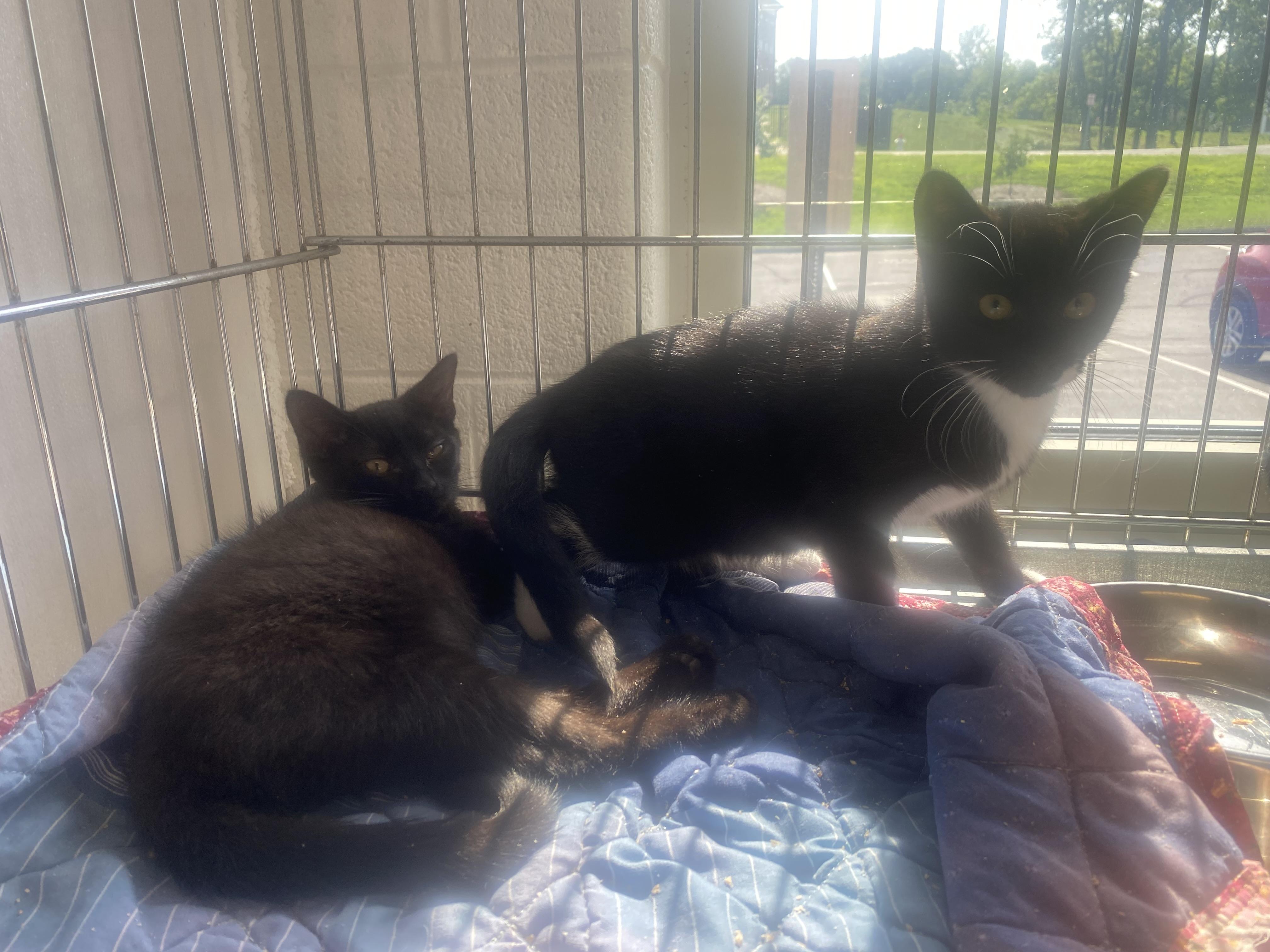 Rocket, Star, Cosmo, Moon, a ADOPTABLE Domestic Short Hair in King George, VA image 3/4