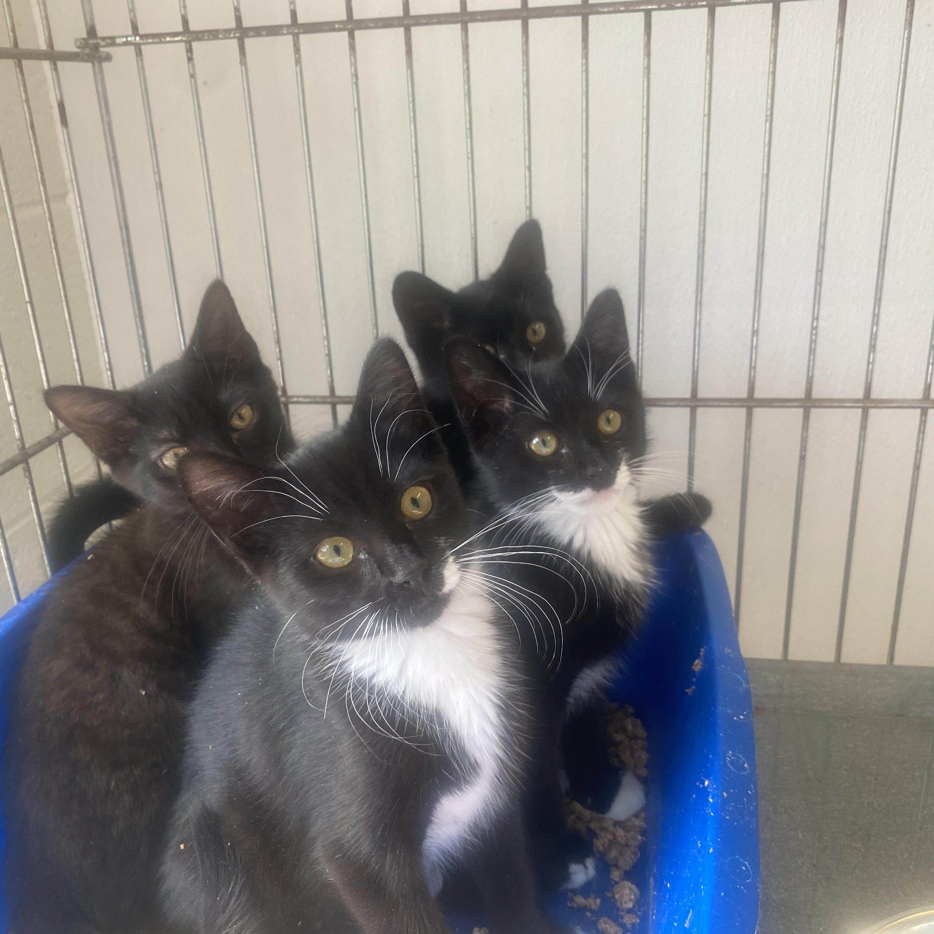 Rocket, Star, Cosmo, Moon, a ADOPTABLE Domestic Short Hair in King George, VA image 1/4
