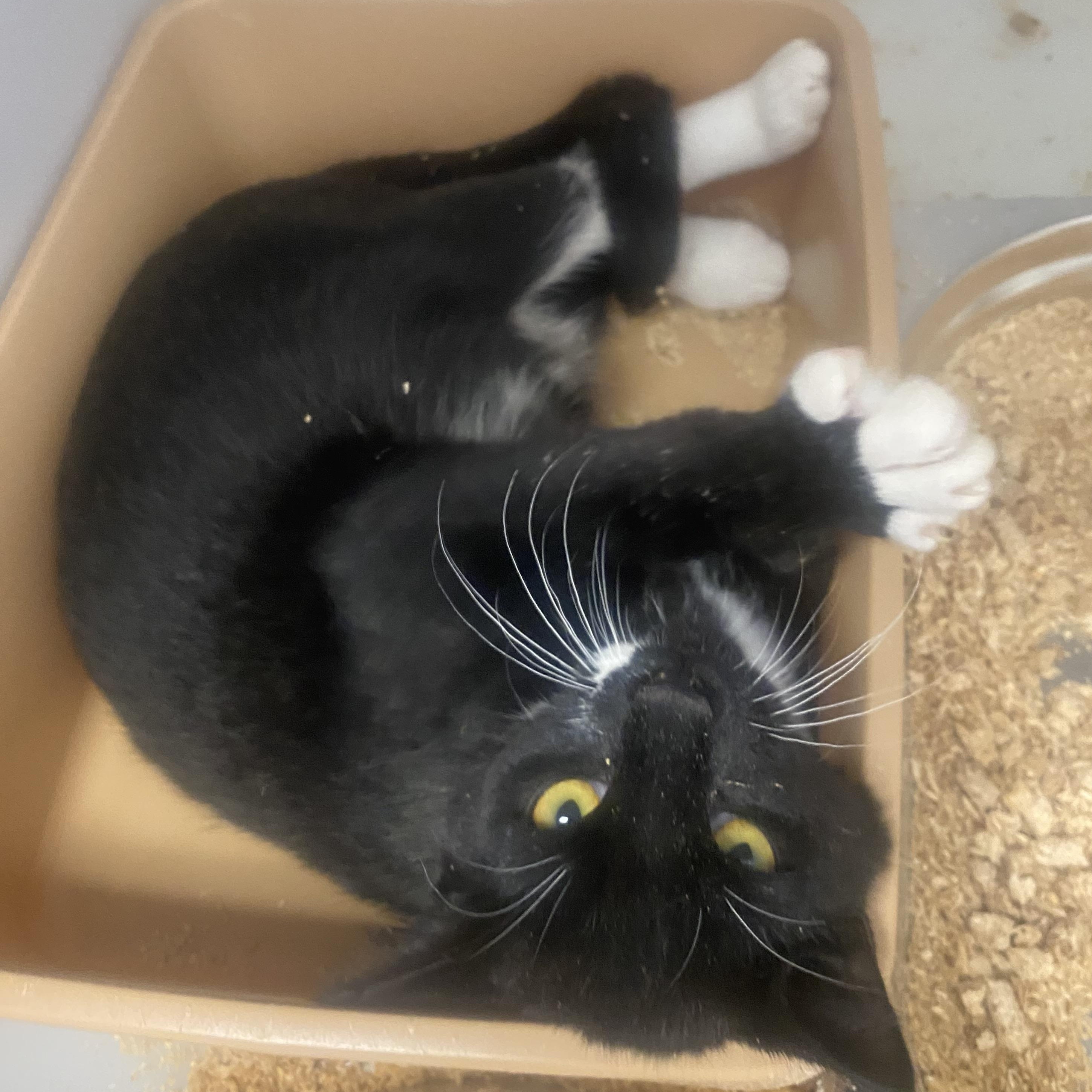 Enlarge Cosmo, a ADOPTABLE Domestic Short Hair in King George, VA image 2/5