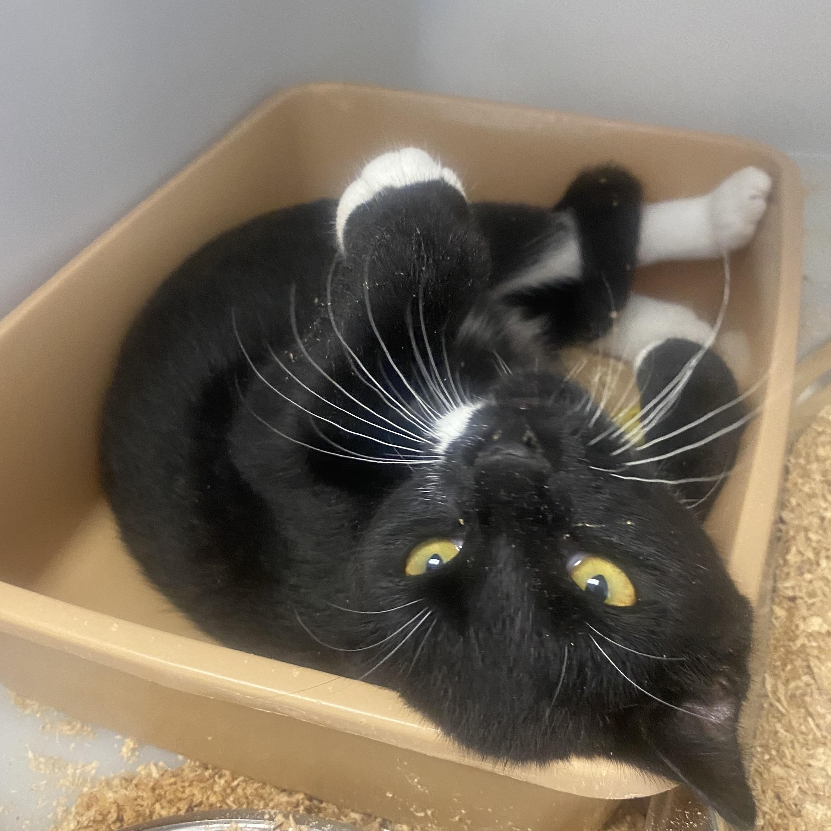 Enlarge Cosmo, a ADOPTABLE Domestic Short Hair in King George, VA image 3/5