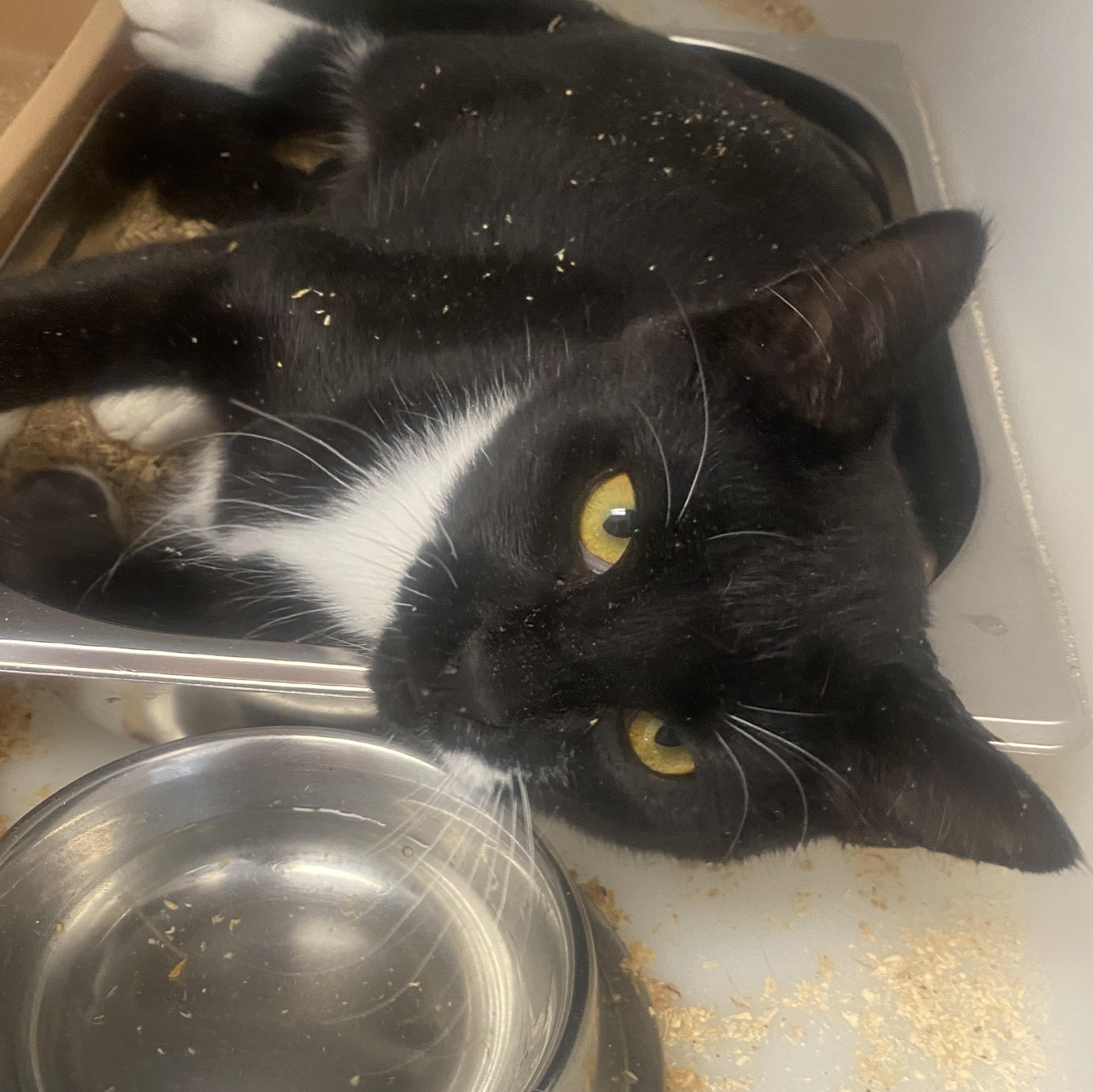 Enlarge Cosmo, a ADOPTABLE Domestic Short Hair in King George, VA image 5/5