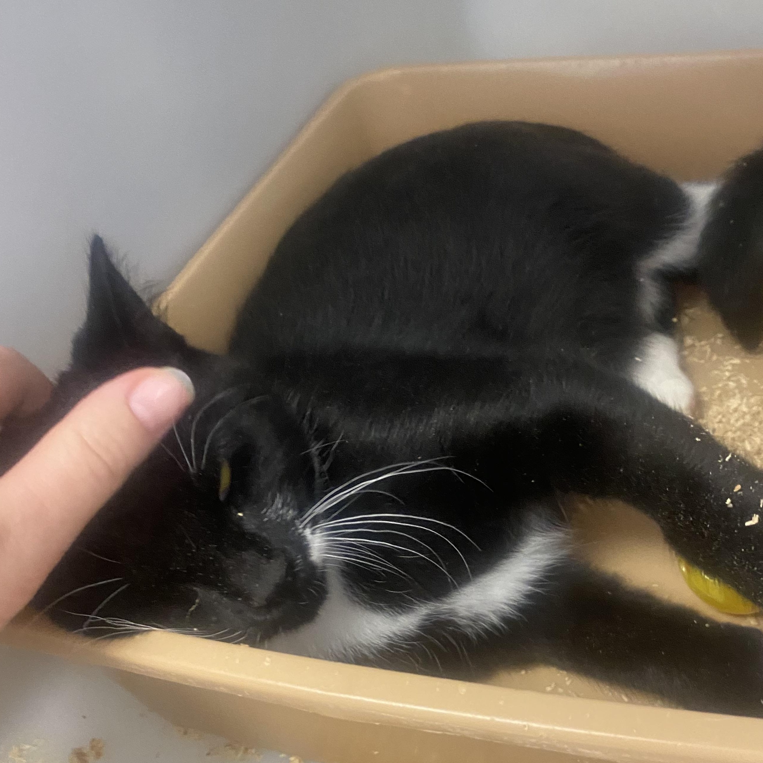 Enlarge Cosmo, a ADOPTABLE Domestic Short Hair in King George, VA image 4/5