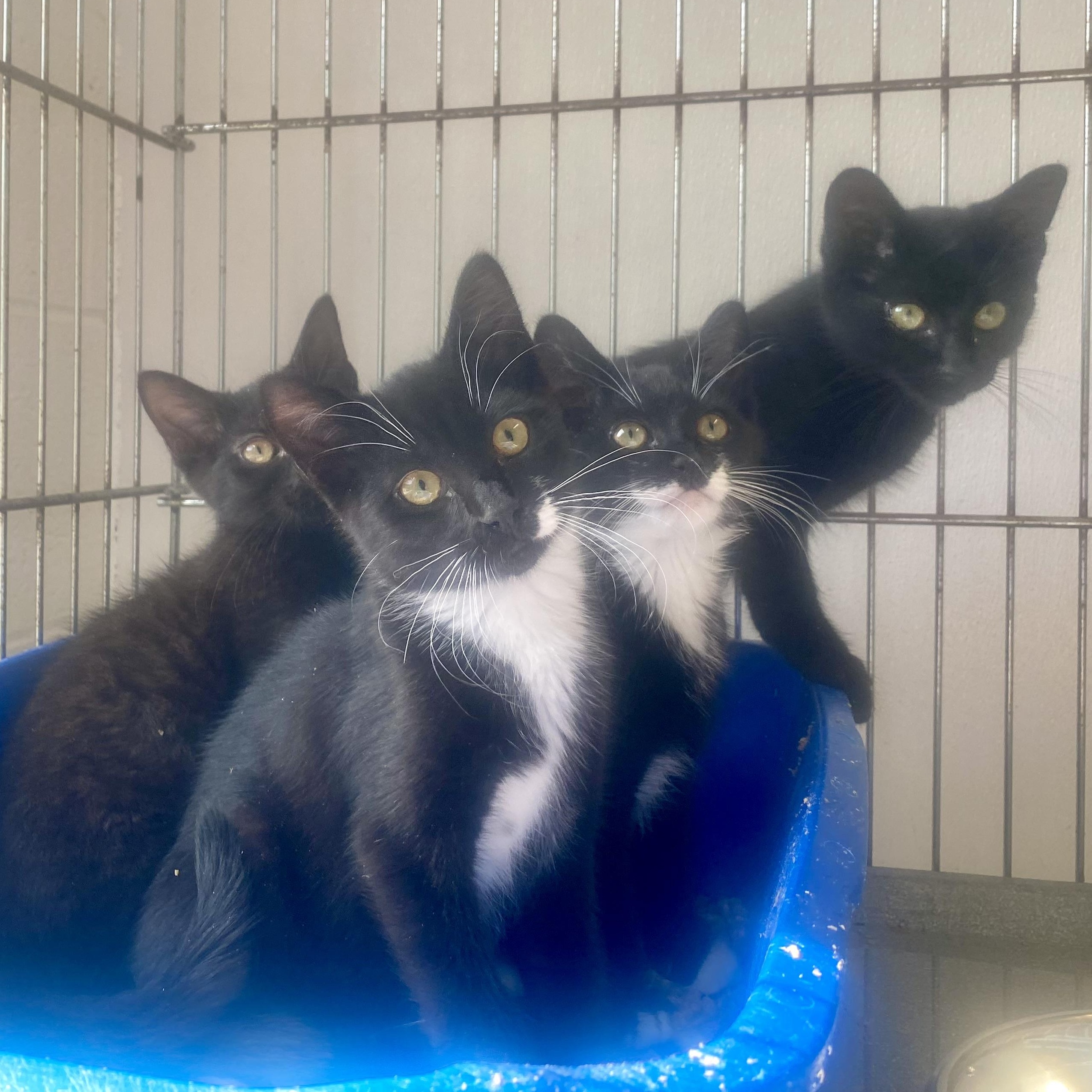 Rocket, Star, Cosmo, Moon, a ADOPTABLE Domestic Short Hair in King George, VA image 2/4