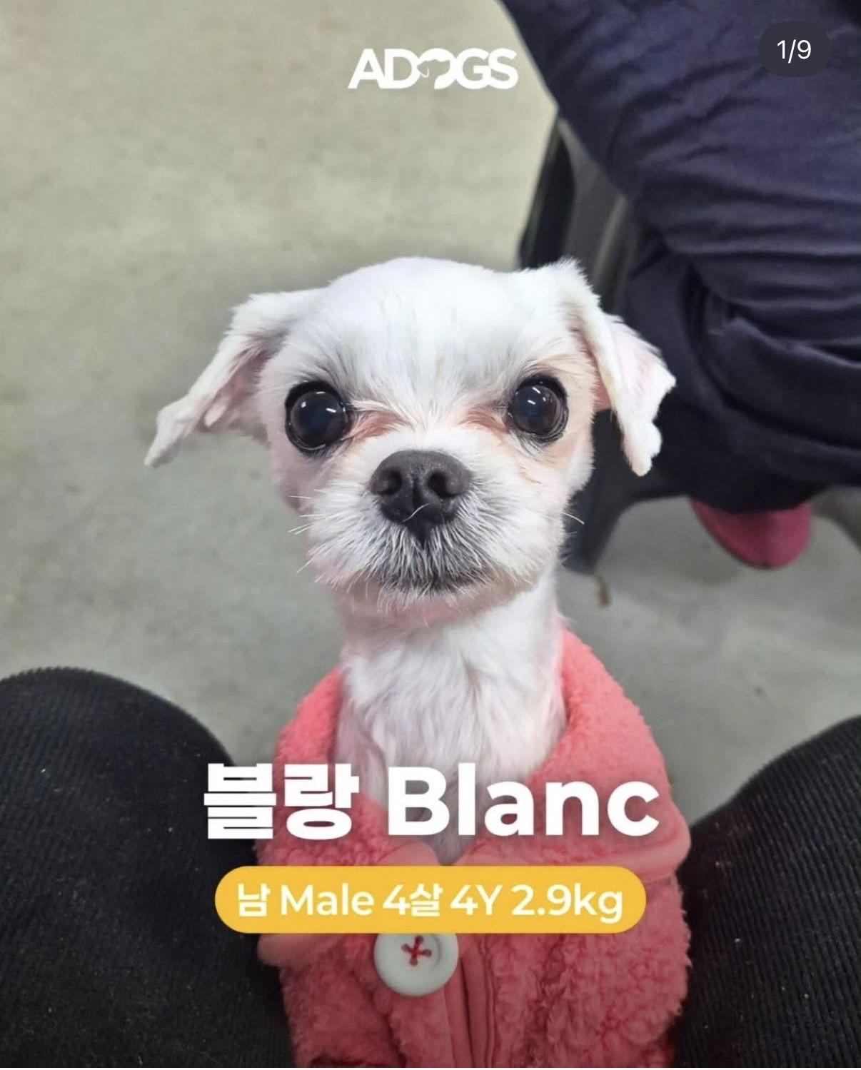 Enlarge BLANC, a Adoptable Maltese in Agoura Hills, CA image 1/1