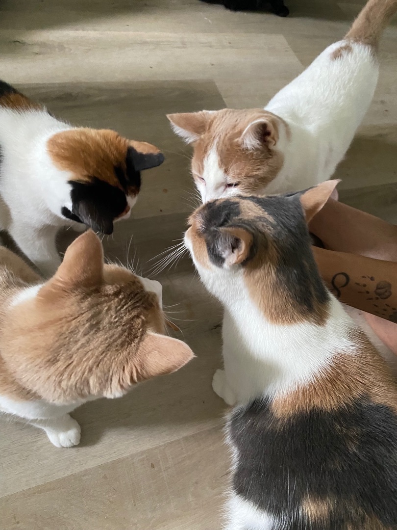 Enlarge Cider, a Adoptable Domestic Short Hair in Novi, MI image 2/5