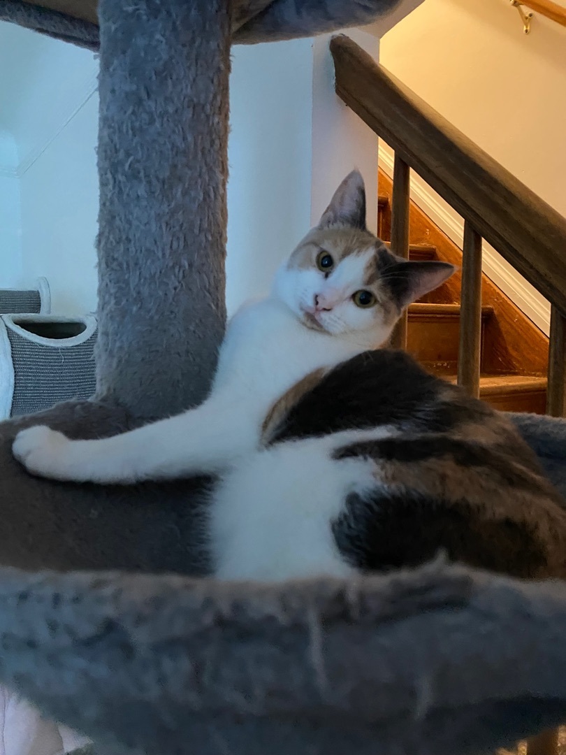 Enlarge Cider, a Adoptable Domestic Short Hair in Novi, MI image 3/5